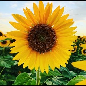 Meet your Posher, Bailey